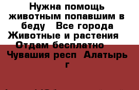 Нужна помощь животным попавшим в беду - Все города Животные и растения » Отдам бесплатно   . Чувашия респ.,Алатырь г.